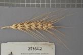 Click for 1 image(s) for this accession. Spike